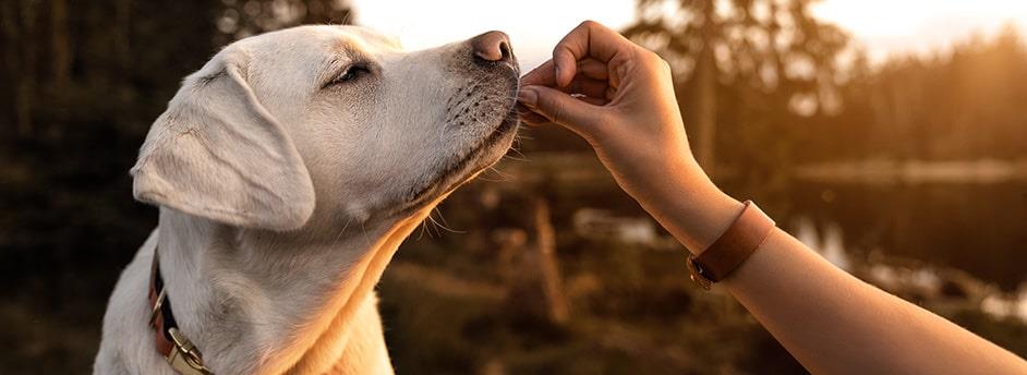 Consejos adiestrar perros