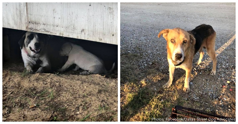 Consejos para adoptar un perro abandonado