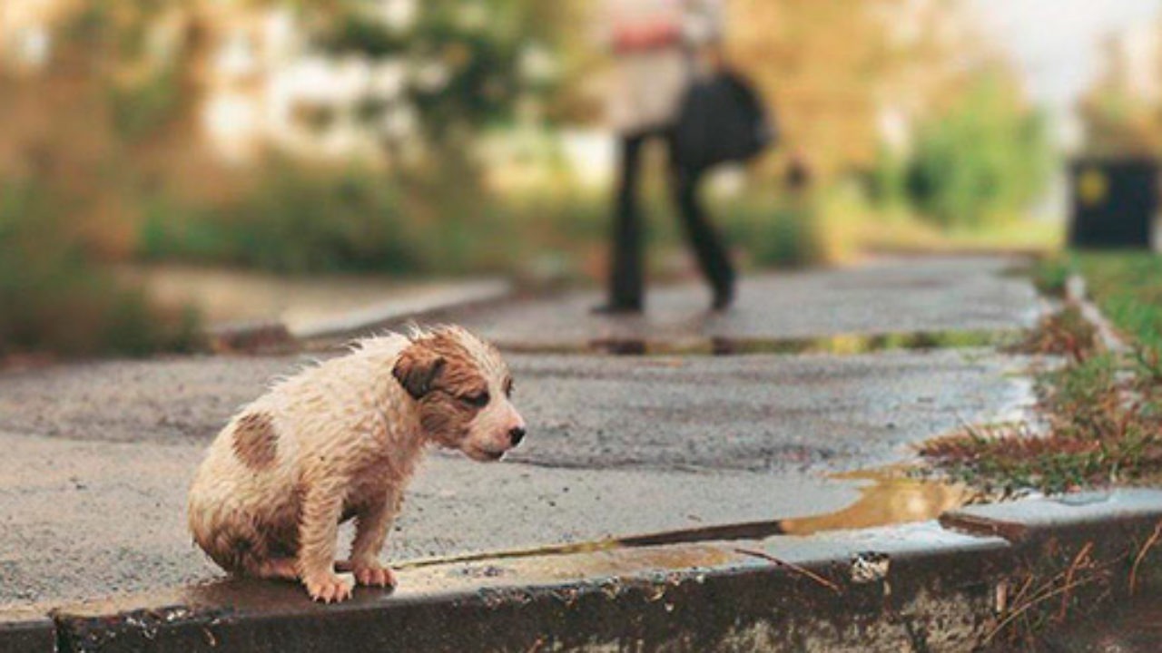 Perro abandonado