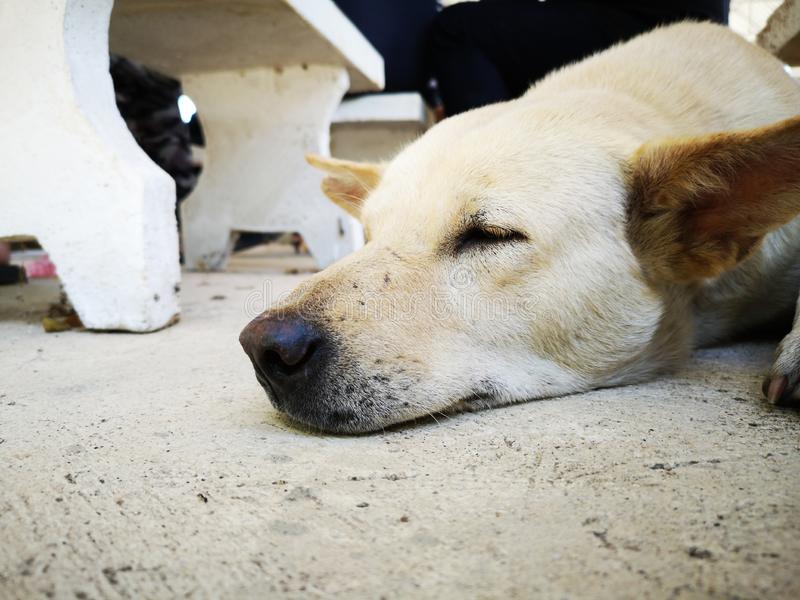 Perro bajo silla