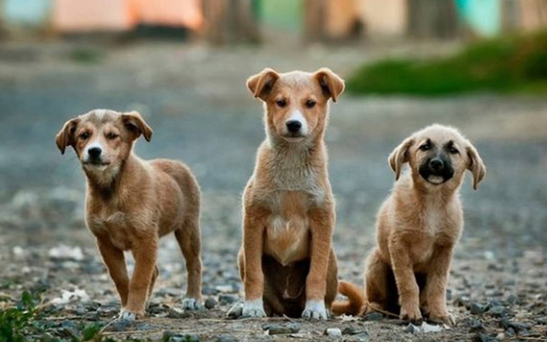 Perros en la calle